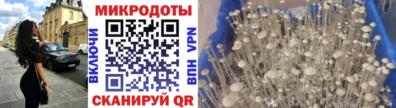 Галлюциногенные грибы Cubensis Томск